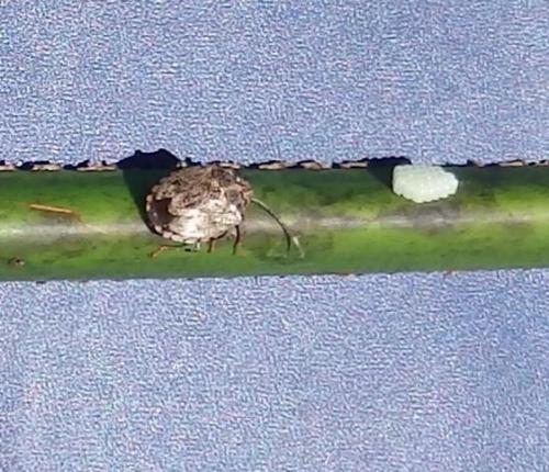 Antiteuchus guianensis